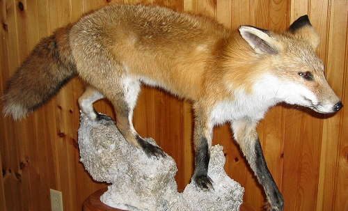 Red Fox Taxidermy, Red Fox Taxidermist In Pennsylvania, Red Fox Taxidermy Mounts, Red Fox Taxidermy Price