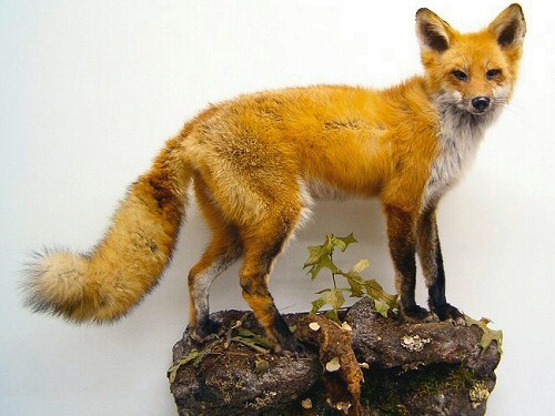 Red Fox Mounts
