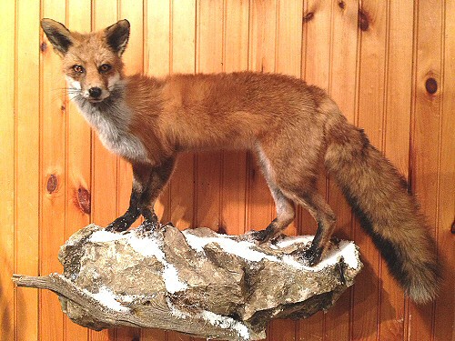 Red Fox Taxidermy Mounts