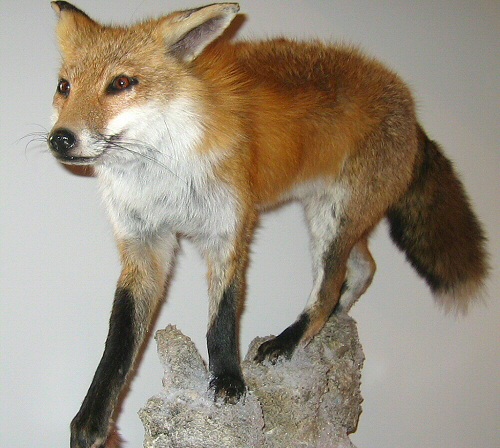 Red Fox Taxidermy Mounts, Red Fox Taxidermy In Pennsylvania, Red Fox Taxidermy Pedestal Mount, Red Fox Mount Prices