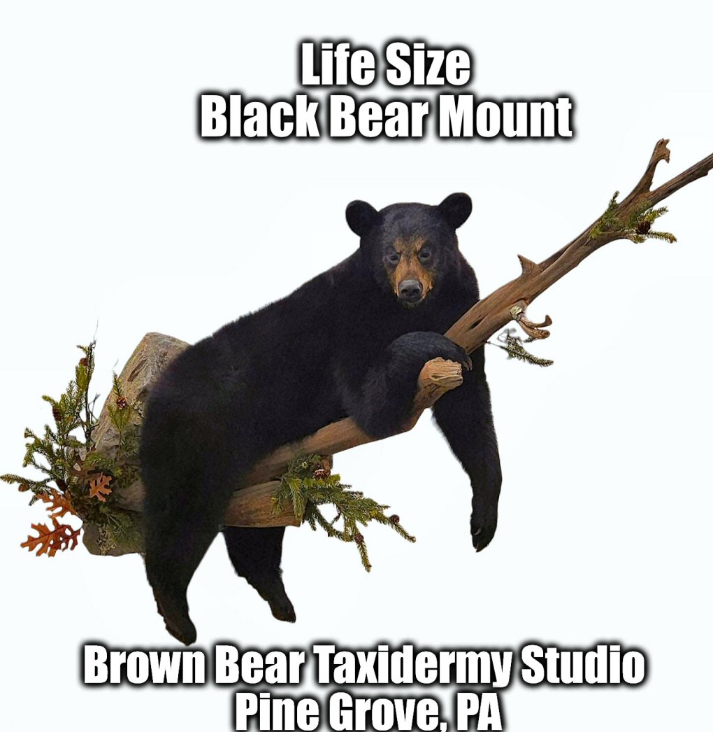 Life Size Black Bear Taxidermy Wall Mount - Brown Bear Taxidermy Studio Pine Grove PA