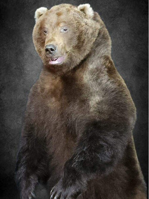 Life Size Brown Bear Taxidermy Mounts at Brown Bear Taxidermy Studio Pine Grove PA