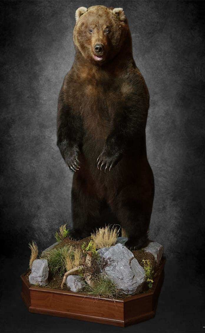 Life Size Brown Bear Mounts Brown Bear Taxidermy Studio Pine Grove PA