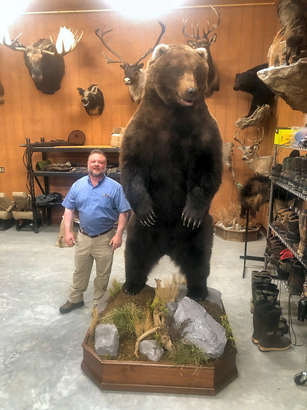 Many of our Life Size brown bear mounts come from hunts from other states, Alaska or other countries including Canada.