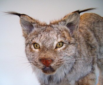 Lynx Taxidermy, Lynx Taxidermist In Pennsylvania, Canadian Lynx Mount Taxidermy, Alaskan Lynx Mount,