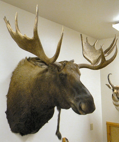 Moose Shoulder Mounts Are Often The Most Popular Moose Mount Usually Do To Just The Size Of The Animal.