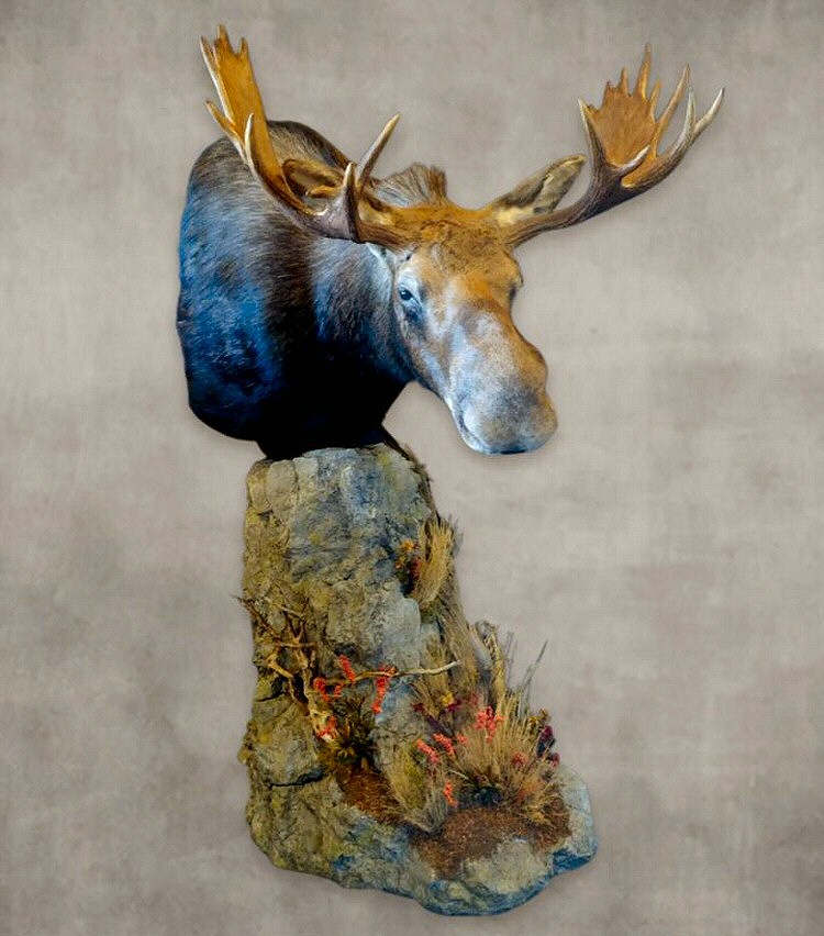 Moose Shoulder Mount Pedestal Taxidermy PA