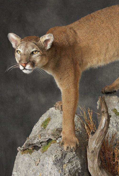 Mountain Lion Cougar Mounts Custom Mounts In Custom Poses