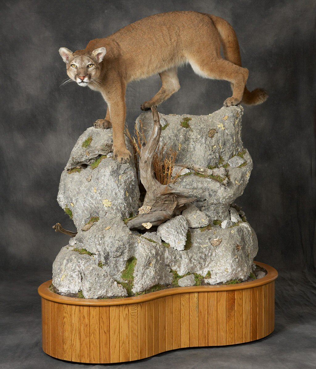 Mountain Lion Cougar Taxidermy Mounts,Mountain Lion Cougar Taxidermist In Pennsylvania,Cool Mountain Lion Cougar Taxidermy Mount Ideas,Life Like Mountain Lion Cougar Taxidermy Mounts,Mountain Lion Cougar Taxidermy Mounts Near Me In Pennsylvania