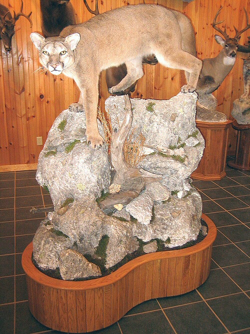 Mountain Lion Cougar Taxidermy Mounts, Mountain Lion Cougar Taxidermist In Pennsylvania,Cool MouMountain Lion Cougar Taxidermy Mounts at Brown Bear Taxidermy Studio Pine Grove Pennsylvania