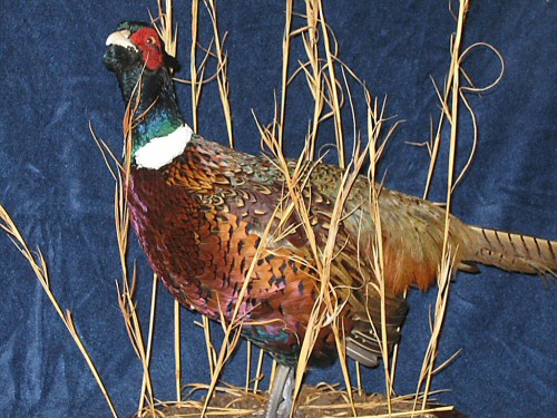 Pheasant Taxidermy Mounts - Bird - Upland Game - Flying Taxidermy Mounts