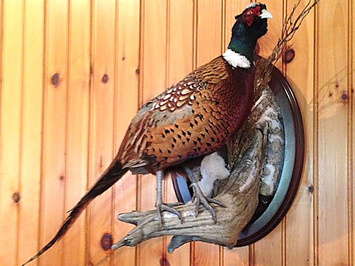 Pheasant Taxidermy Mounts - Flying Pheasant Mounts