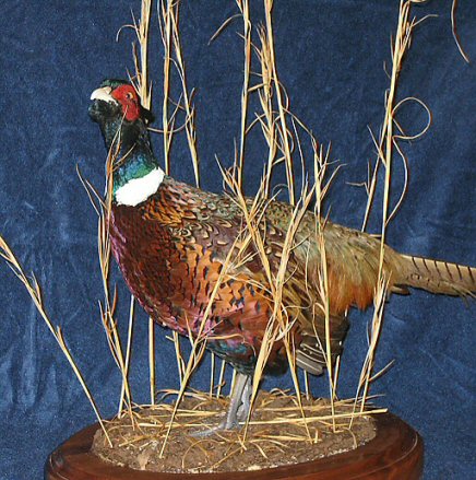 Pheasant Mount, Pheasant Taxidermy, Flying Pheasant Mounts