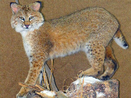 Life Size Bobcat Mounts, Full Body Bobcat Taxidermy