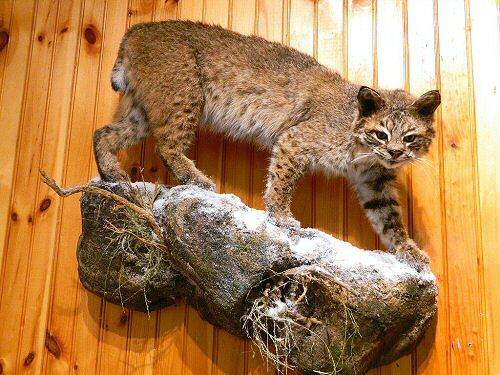 Bobcat Mounts, Bobcat Taxidermy Mounts