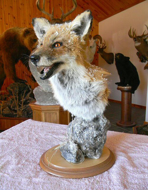 Red Fox Mounts, Gray Fox Mounts, Fox Taxidermy Mounts