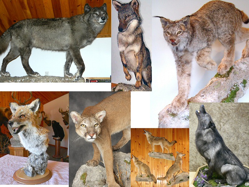 Predator Mounts, Pennsylvania Predator Taxidermy, Predator Taxidermist In Pennsylvania, Bobcat Taxidermy, Mountain Lion Cougar Taxidermy Mounts, Lynx Taxidermy, Fox Taxidermy, Wolf Taxidermy, Coyote Taxidermy, Predator Mounting