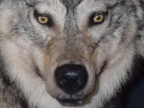 Wolf Mounts Alaskan Timber Wolf Mounts