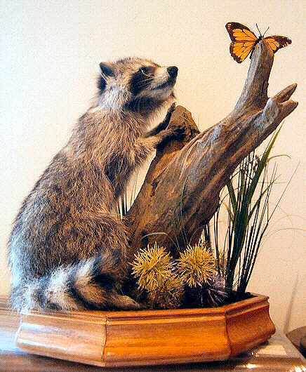 Small Mammal Taxidermy