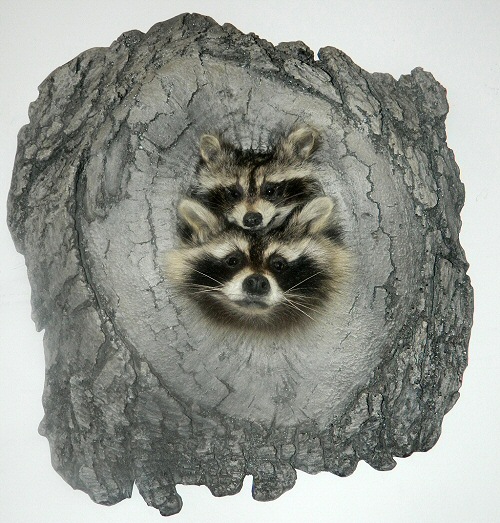 Small Animal Taxidermy, Racoon Mounts, Beaver, Fisher, Raccoon, Fox, Bobcat, Mink,