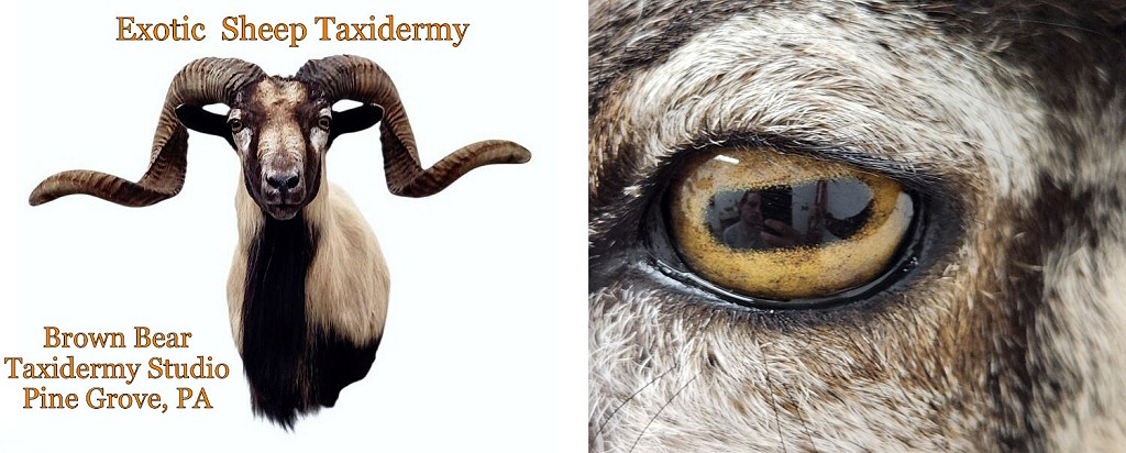 Exotic Sheep Taxidermy Mounts by Brown Bear Taxidermy Studio Pine Grove PA