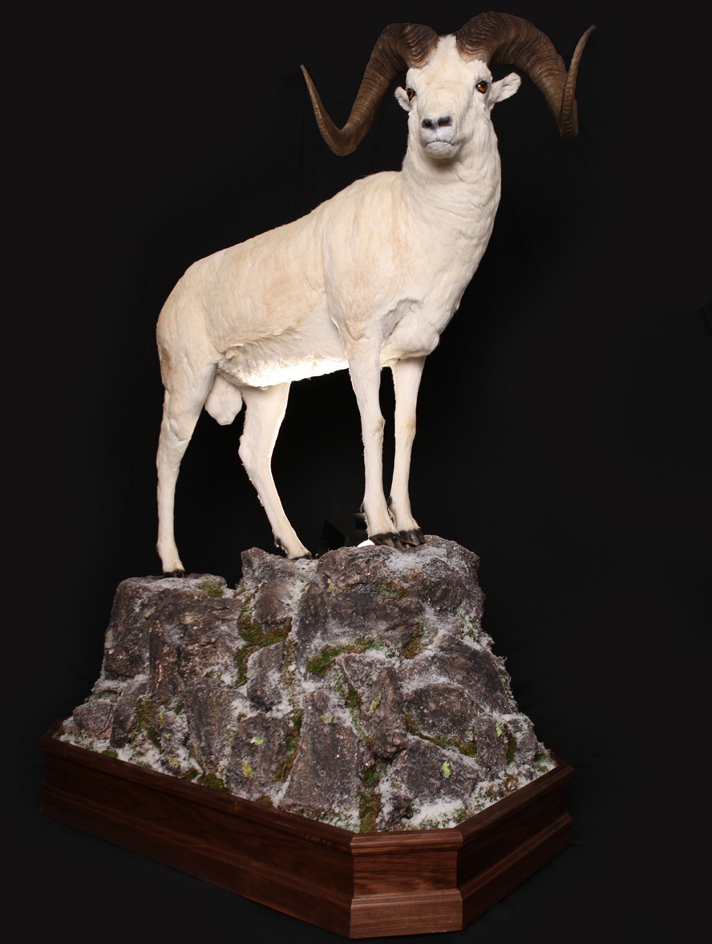 Sheep Taxidermy Mounts - Sheep Mounts - Dall Sheep Mounts - Stone Sheep Mounts - Big Horn Sheep Mounts - Exotic Sheep Mounts - Shoulder Mounts - Pedestal Mounts - Full Body Mounts