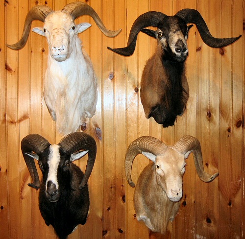 Exotic Sheep Mounts, Sheep Taxidermy Exotic Mounts