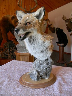 Fox Taxidermy For Sale PA