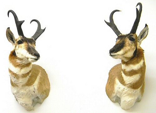 Antelope Mounts, Antelope Taxidermy Mount Pennsylvania, Pronghorn Antelope Taxidermy Studio Pennsylvania, Pennsylvania Taxidermist, Antelope Taxidermist, Antelope Shoulder Mount, Antelope Pedestal Mount