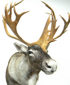 Caribou Mounts,Caribou Taxidermy Pennsylvania,Caribou Taxidermy Studio Pennsylvania,Pennsylvania Taxidermist,Caribou Taxidermist,Caribou Shoulder Mount,Caribou Pedestal Mount