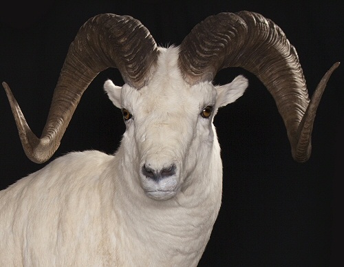 Sheep Taxidermy Mount, Dall Sheep Taxidermy Mounts, Sheep Taxidermy Mounts Pennsylvania,Stone Sheep Mounts,Sheep Taxidermy Studio Pennsylvania,Pennsylvania Taxidermist,Sheep Taxidermy Dall Sheep Taxidermist,Big Horn Sheep Taxidermy Mount,Stone Sheep Taxidermy Shoulder Mount,Sheep Taxidermy,Sheep Taxidermy Full Body Mount,Sheep Taxidermy PedestalMount
