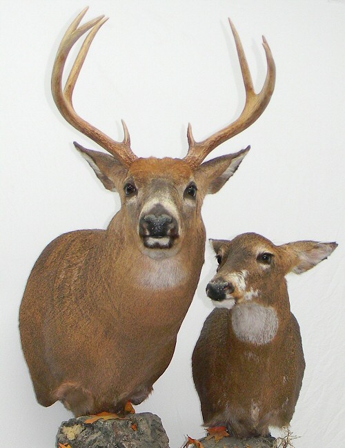 Deer Mounts, Deer Wall Mounts, Deer Pedestal Mounts, Deer Full Body Mounts, Deer Shoulder Mount, Whitetail Deer Mounts, Deer Wall Mount, Mule Deer Mounts, Deer Taxidermy, Deer Mount Pictures Ideas, Mule Deer Mounts