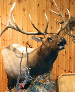 Elk Taxidermy Mounts,Elk Taxidermist In Pennsylvania,Bugling Elk Mount,Pedestal Elk Mount,Elk Wall Mount,Elk Mounts, Elk Mounts For Low Ceilings,Best Elk Mounts,Elk Antler Mounts,Elk Pedestal Mount Ideas,Cool Elk Mount Ideas,Life Like Elk Mounts,Best Elk Mounts,Elk Mounts Near Me In Pennsylvania