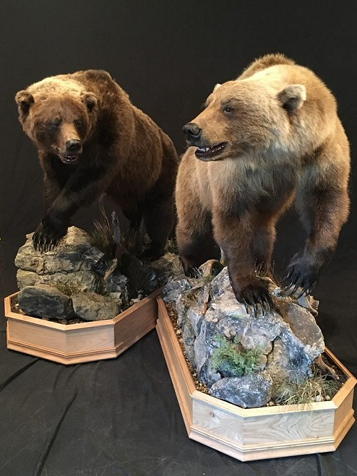 Bear Taxidermy Mounts, Black Bear Mounts, Brown Bear Mounts, Pennsylvania Black Bear Taxidermy Specialists, Black Bear Mount Pictures, Black Bear Mount, Bear Taxidermist, Black Bear Skin Rugs, Custom Black Bear Taxidermy