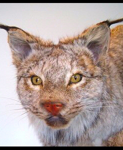 Lynx Taxidermy Mounts, Lynx Taxidermist In Pennsylvania, Canadian Lynx Mount Taxidermy, Alaskan Lynx Mount, Cool Lynx Mount Ideas, Life Like Lynx Mounts, Lynx Mounts Near Me In Pennsylvania