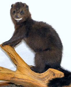 Small Animal Mounts,Bobcat Mounts,Beaver Mounts,Fox Mounts,Raccoon Mounts,Mink Mounts,Fisher Mounts,Small Animal Taxidermy,Small Animal Taxidermist,Pennsylvania,Brown Bear Taxidermy Studio