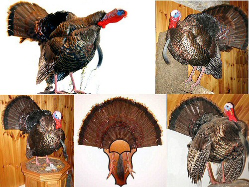 Turkey Taxidermy Mount Pictures, Full Body Turkey Mounts, Unique Turkey Mounts, Flying Turkey Mounts, Turkey Wall Mounts, Turkey Pedestal Mounts, Turkey Fan Mounts, Pennsylvania Turkey Taxidermy, Turkey Taxidermist Pennsylvania, Turkey Taxidermy, Turkey Taxidermist