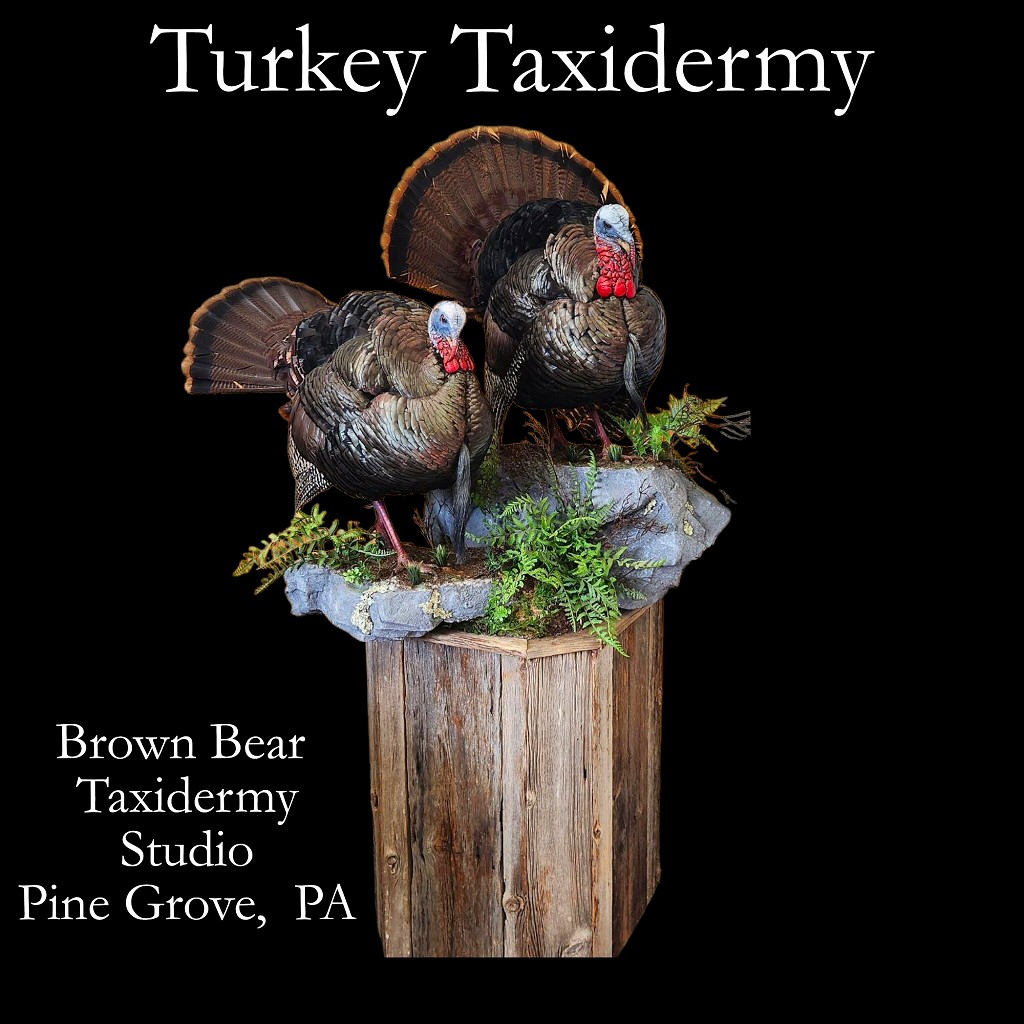 Turkey Taxidermy Mounts at Brown Bear Taxidermy Studio Pine Grove PA