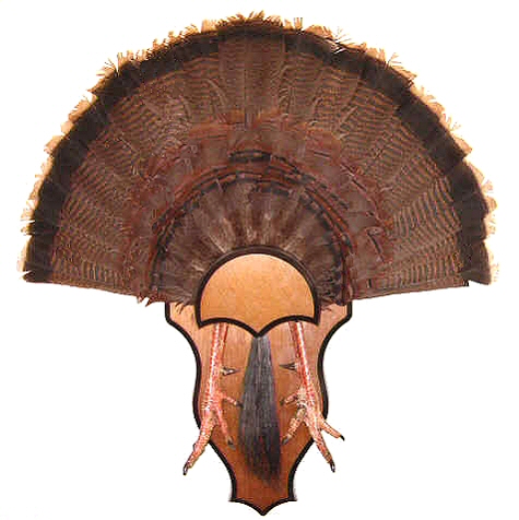 Turkey Fan Mounts