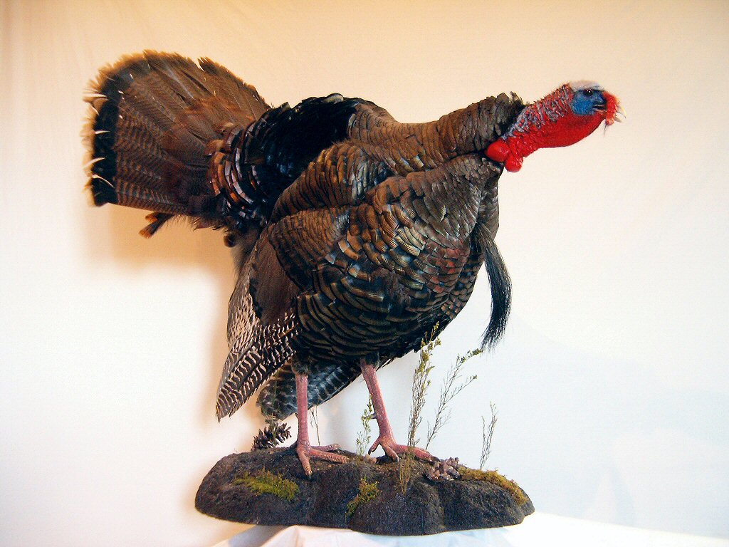 Turkey Mount Pictures, Gobbling Turkey Mount, Strut Turkey Mount, Wall Mounts, Turkey Pedestal Mounts