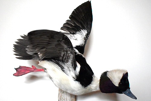 Bufflehead Duck Taxidermy Pennsylvania