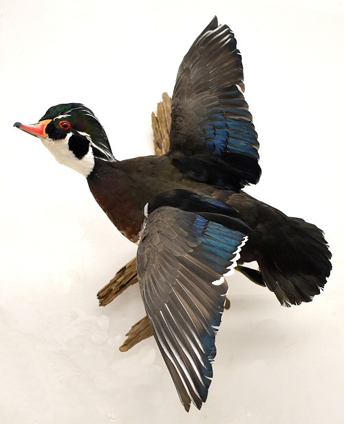 Wood Ducks Makes A Great Mount In An Office, Den, Then Look Great Just About Anywhere!