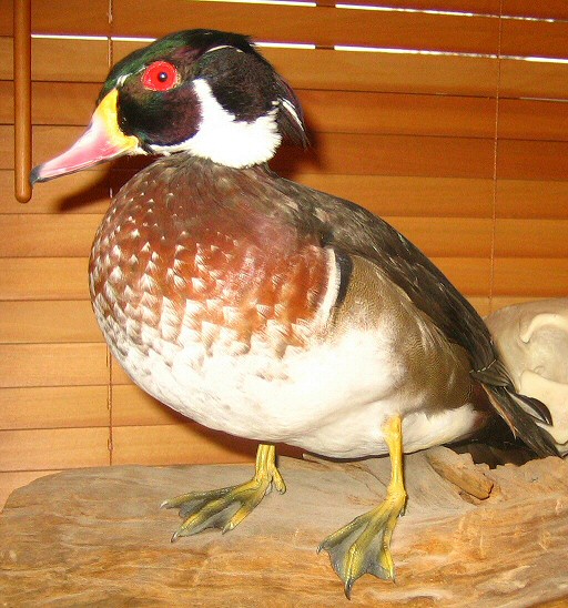 Standing Duck Mounts, Wood Duck Taxidermy Mounts