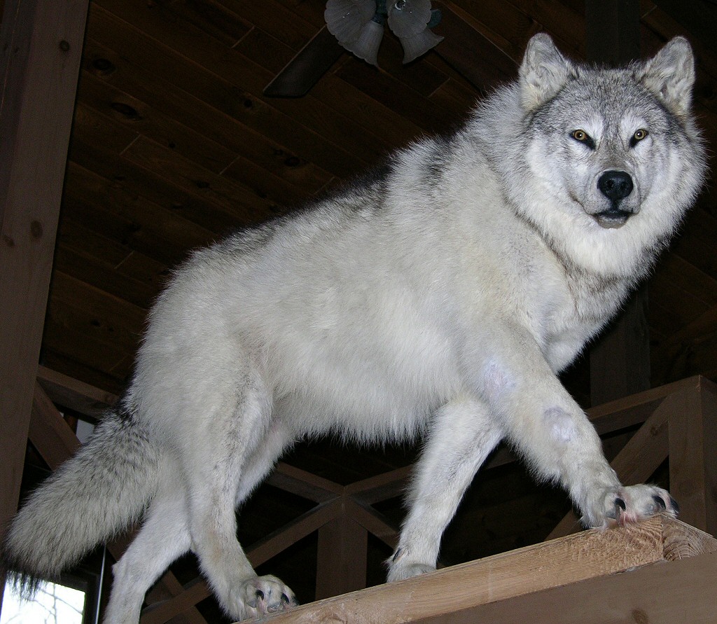 Wolf Mounts,Wolf Taxidermy Mounts ,Wolf Taxidermist In Pennsylvania,Wolf Taxidermy Mounts,Howling Wolf Mount,Black Wolf Mount,Gray Wolf Mount,Cool Wolf Mount Ideas,Life Like Wolf Mounts,Best Wolf Mounts,Wolf Mounts Near Me In Pennsylvania