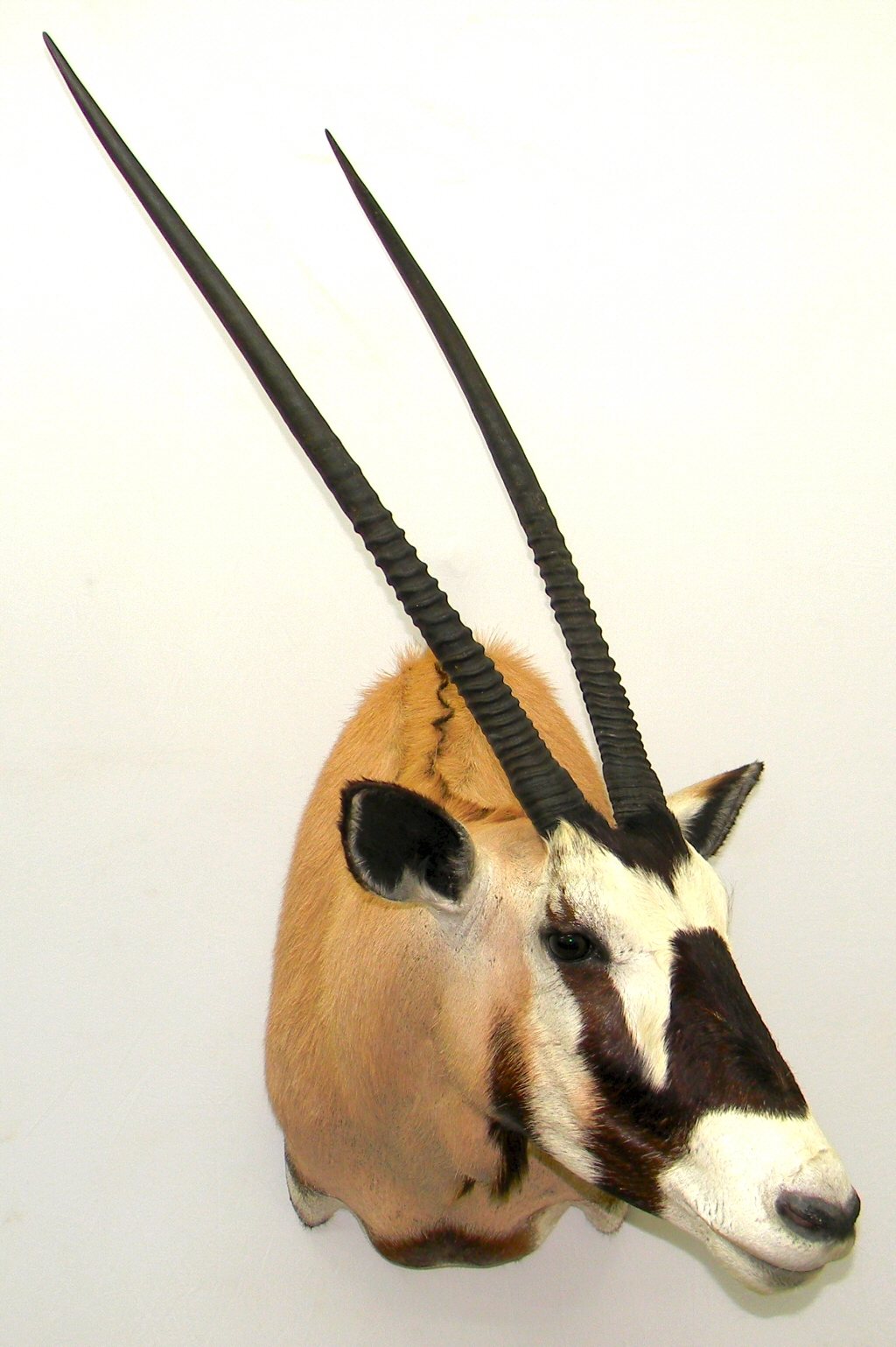 Gemsbok Taxidermy Mounts