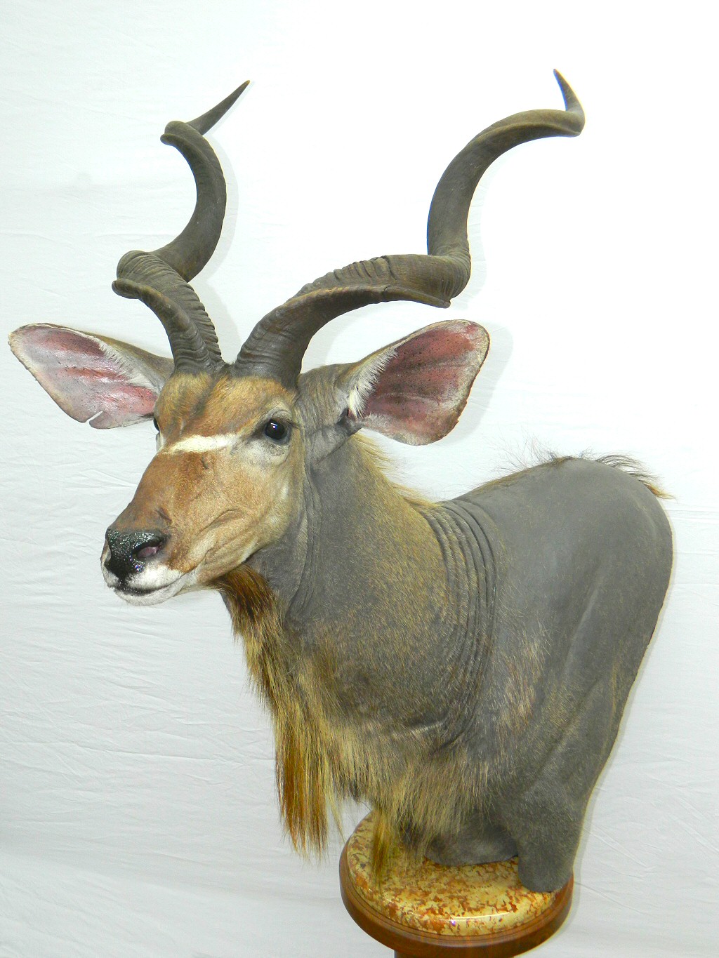 African Taxidermy,Kudu Mounts,Kudu Pedestal Mount,Kudu Full Body Mount,Kudu Taxidermist Pennsylvania,African Taxidermy Mounts