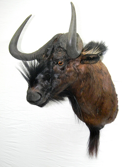 Wildebeest Shoulder Taxidermy Mounts & Wildebeest Pedestal Mounts - Full Body African Taxidermy Mounts & Custom African Habitats
