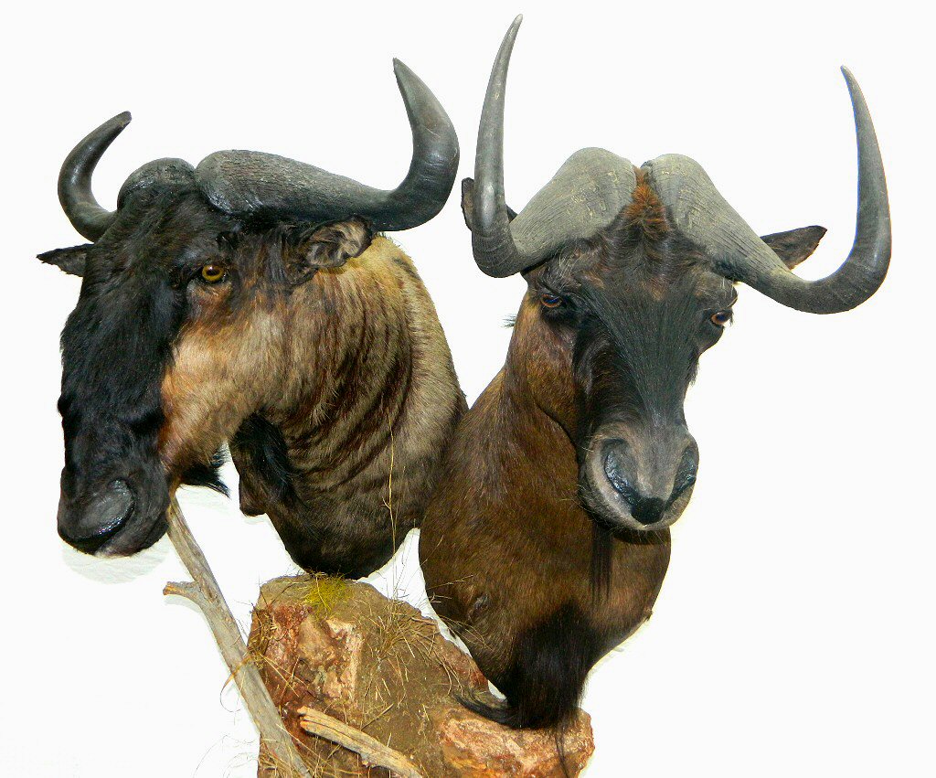 African Taxidermy,Wildebeest Mounts,Wildebeest Pedestal Mount,Wildebeest Full Body Mount,Wildebeest Taxidermist Pennsylvania,African Taxidermy Mounts