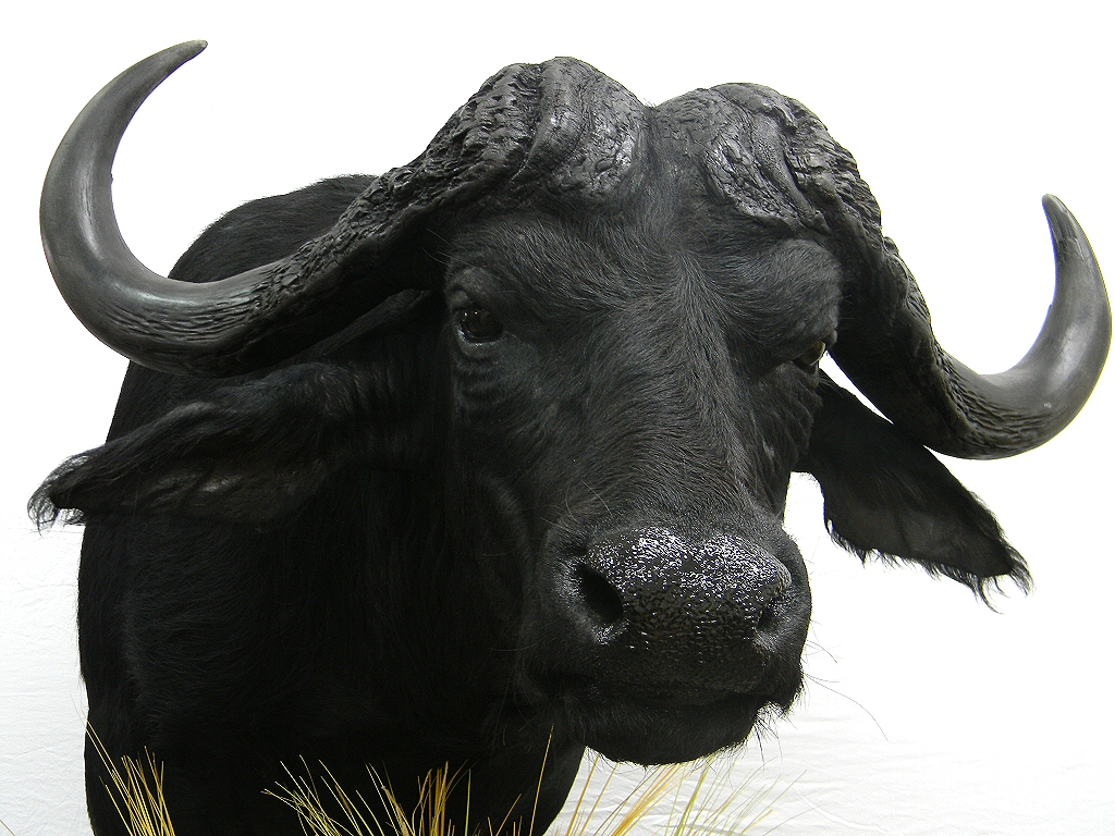 Cape Buffalo Mounts,Cape Buffalo Pedestal Mount,Cape Buffalo Full Body Mount,Cape Buffalo Taxidermist Pennsylvania,African Taxidermy Mounts