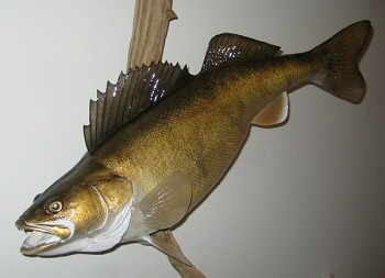 Fish Taxidermy in PA by Pennsylvania Fish Taxidermist, Walleye Taxidermy Mount